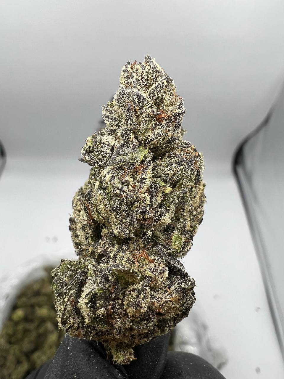 Gelato Strain