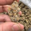 Godfather OG Strain