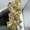 Mimosa Strain