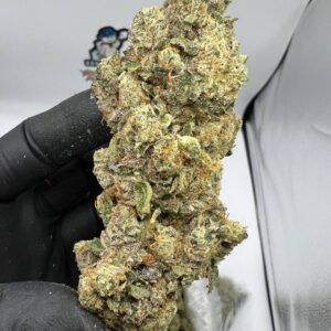 Mimosa Strain